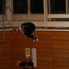 GymnastikaTrutnovPIC » TeamGym-Mnichov-2014